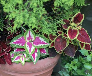several coleus plants in a container