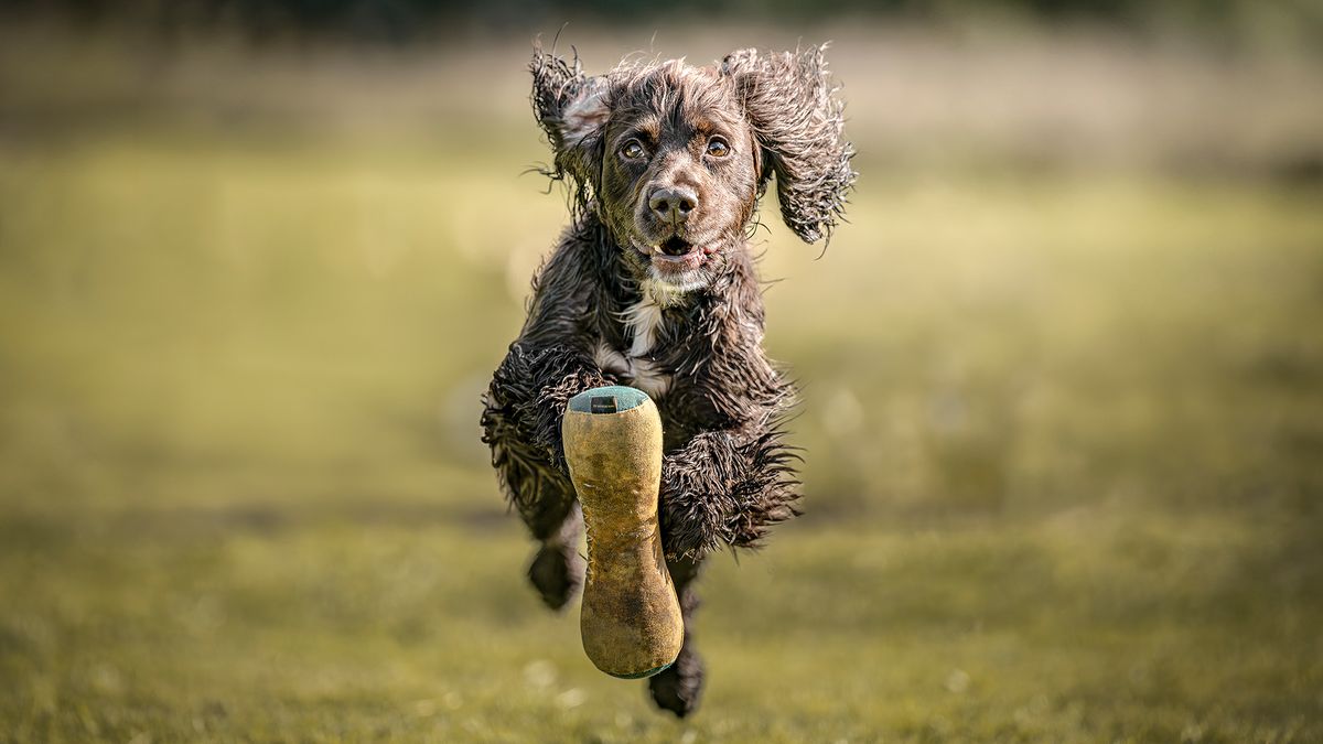 A spaniel bounds towards the camera chasing a toy in a field