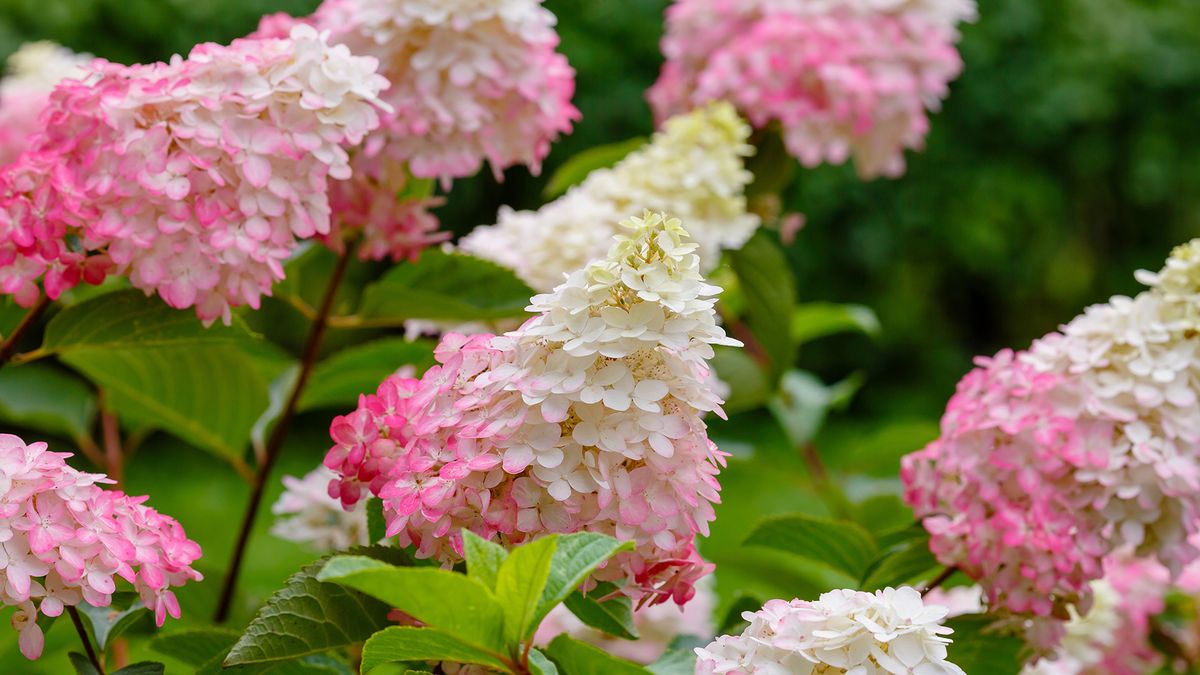 Strawberry pink hydrangea paniculata