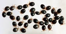michigan ticks
