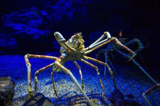 This is a photograph of a Japanese spider crab.