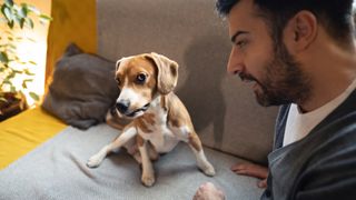 Dog being told off while sitting on a sofa