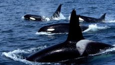 A pod of orcas swims in the sea with their dorsal fins and backs poking out.