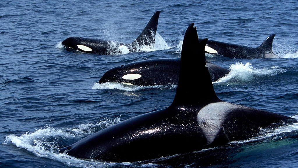 Orcas rip rudder off boat and follow it all the way to port, in 1st known attack of its kind
