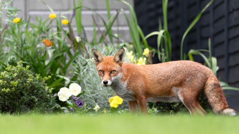 Close up of a red fox in a garden in summer