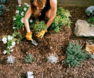 woman mulching garden with bark chippings