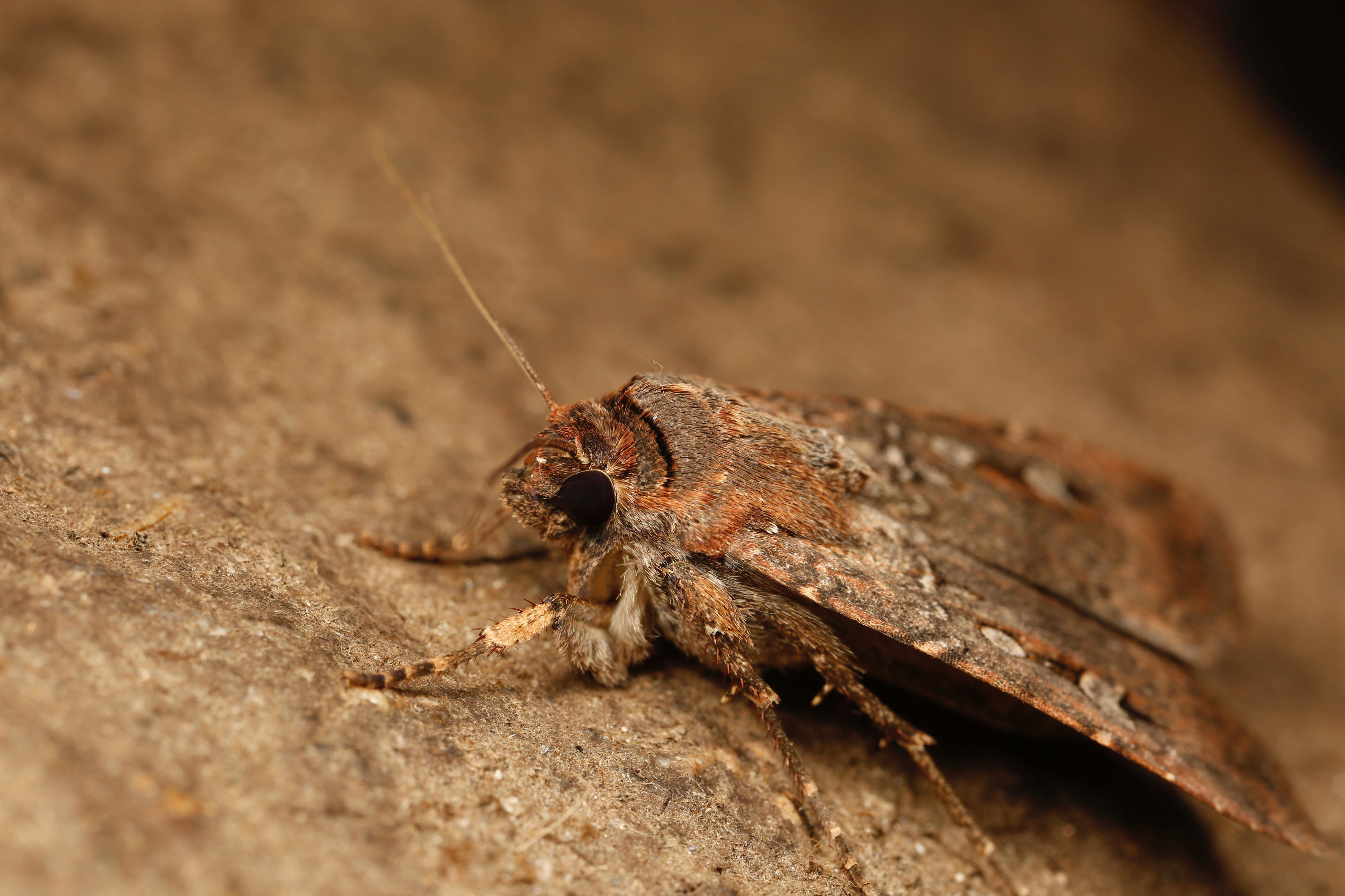 A brown bug with wings sits on a log.