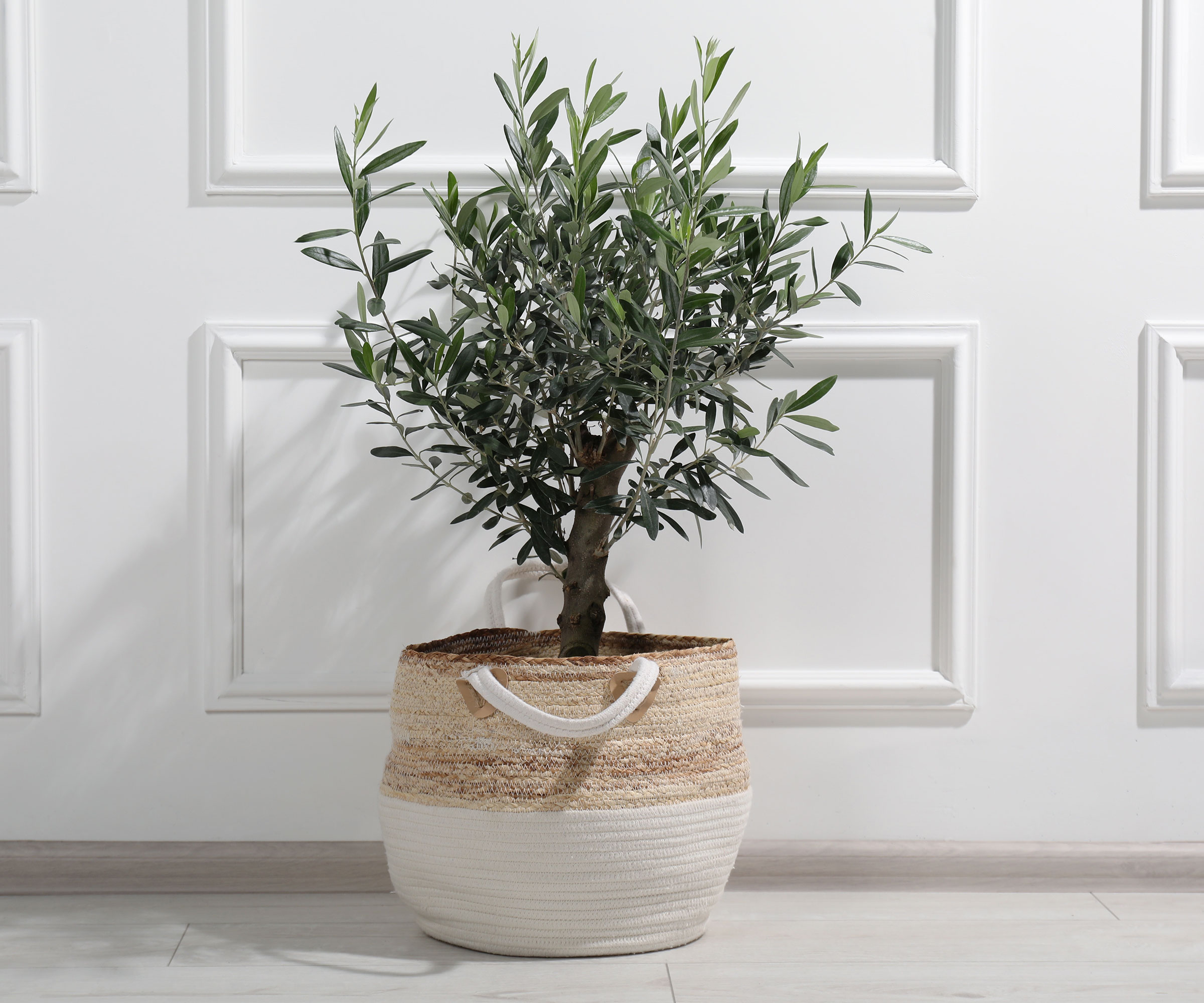 potted olive tree grown as houseplant