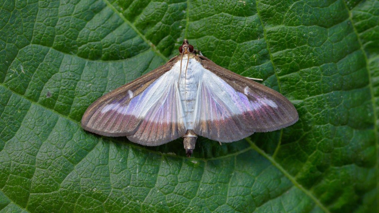 Box tree moth (Cydalima perspectalis) on a leaf