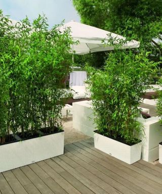 An outdoor patio area with white planters with tall green plants and white umbrellas and seats behind these
