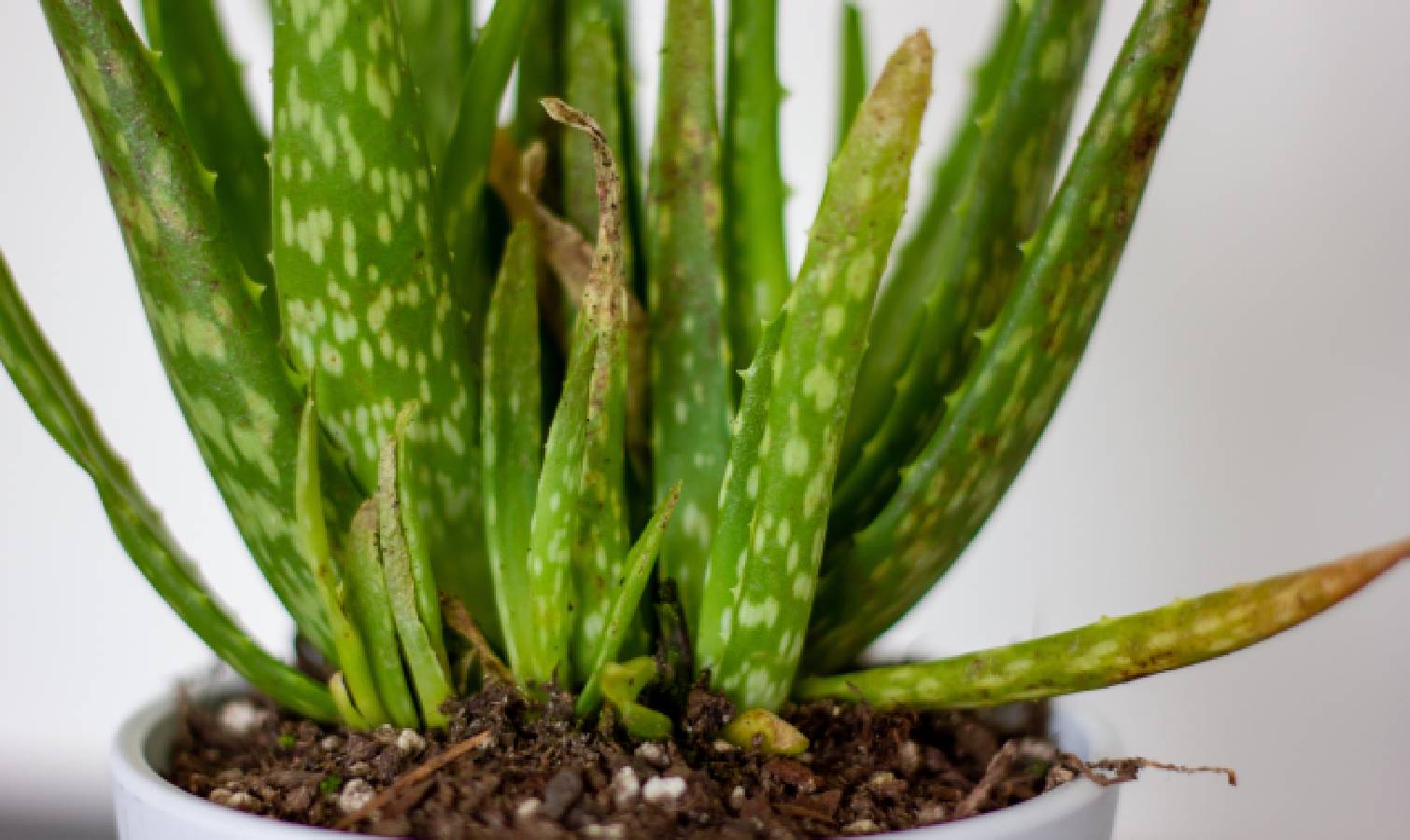 Potted aloe with yellowing tips