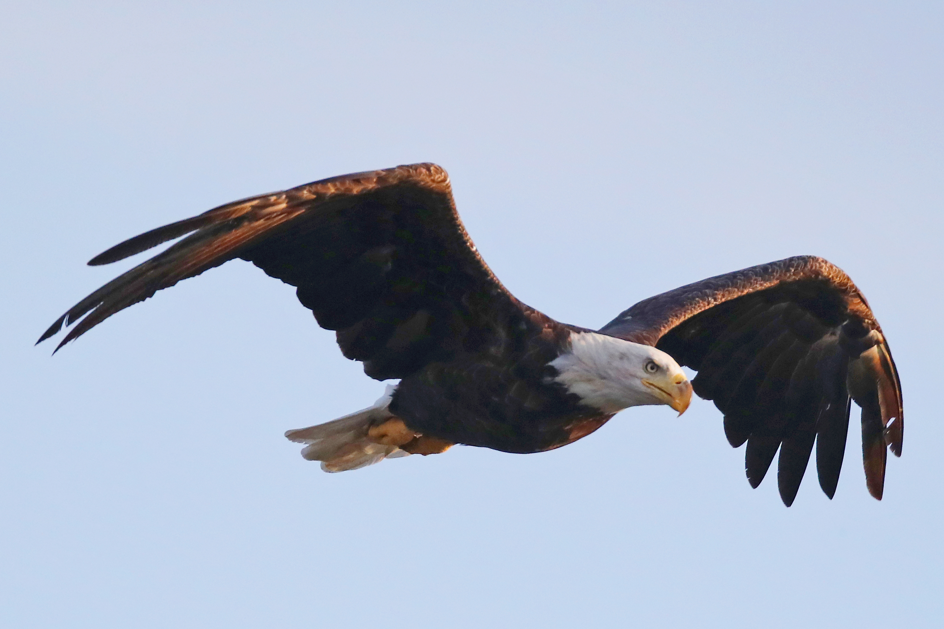 When a bald eagle needed fish to fly again, North Texans supplied