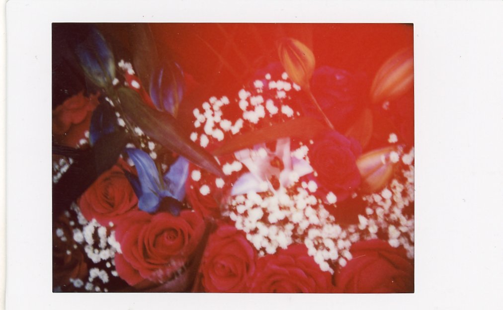 A photograph of red and white flowers taken on the Fujifilm Instax mini 99 using the light leak filter.