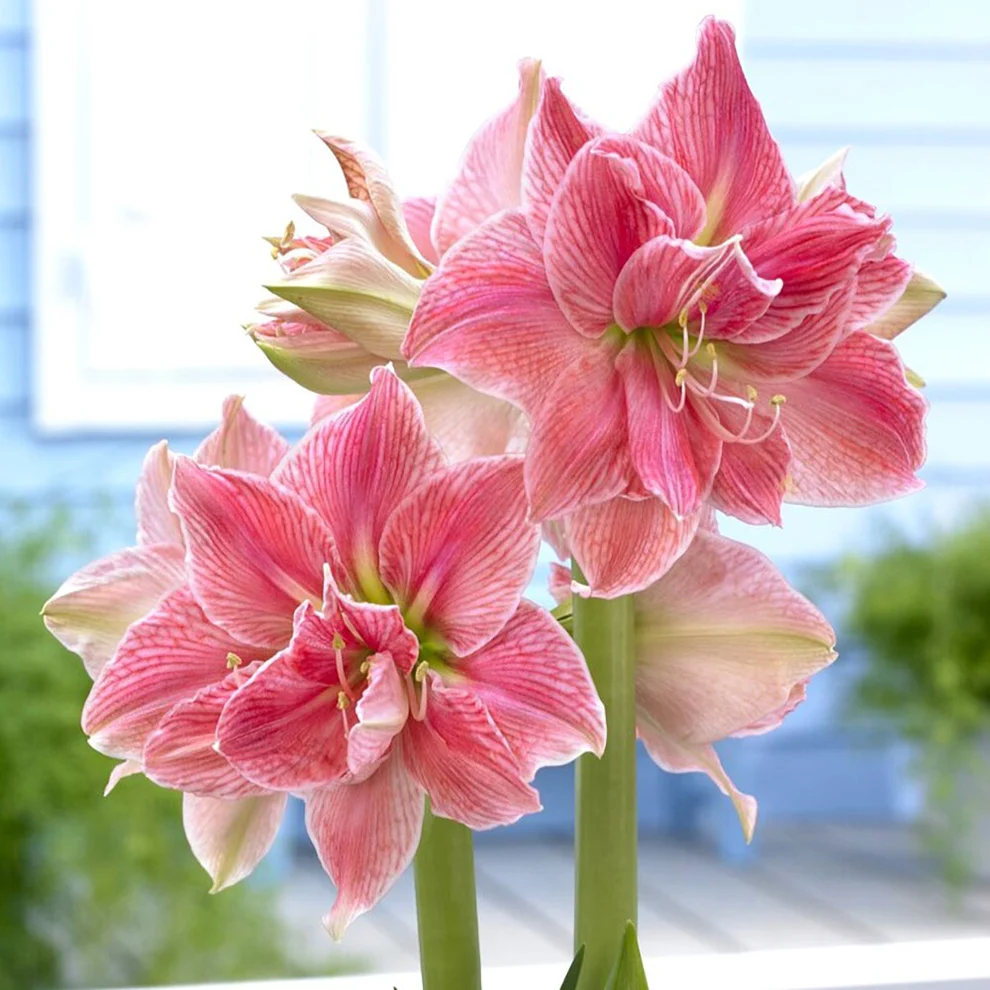 Sweet Nymph Amaryllis flowers
