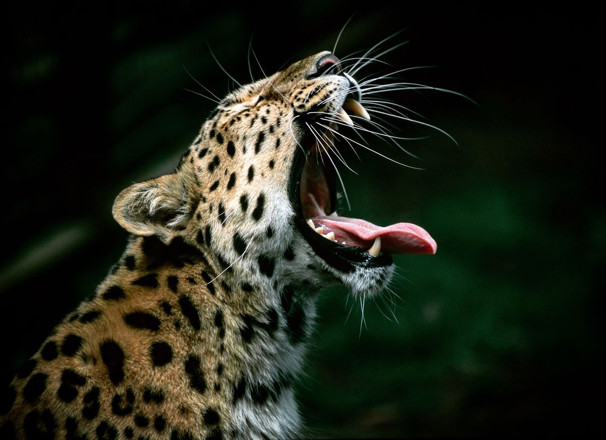 Facts About Leopards | Live Science