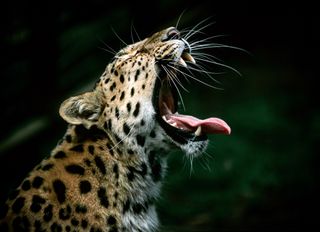 An Amur leopard with its mouth open.