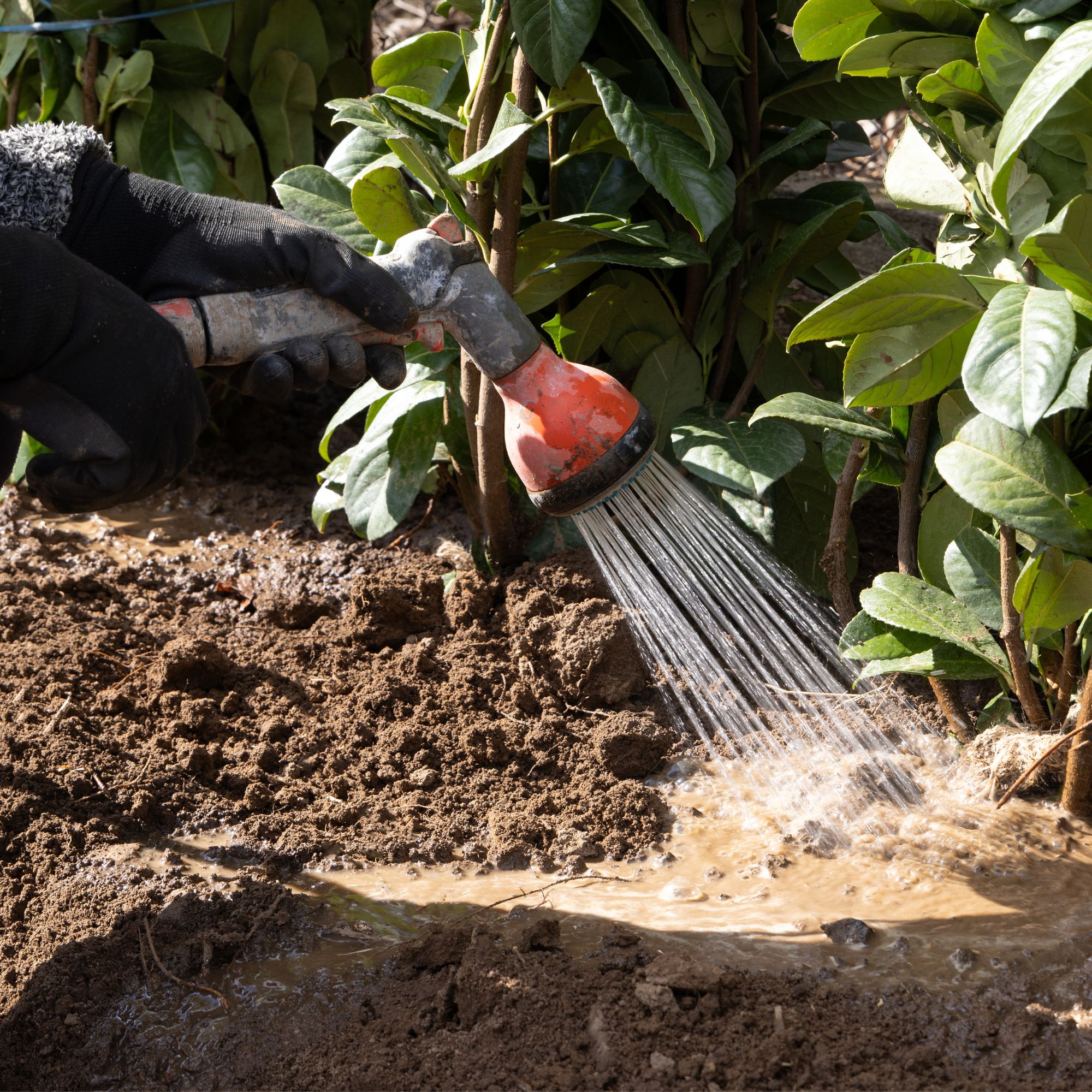 watering camellias