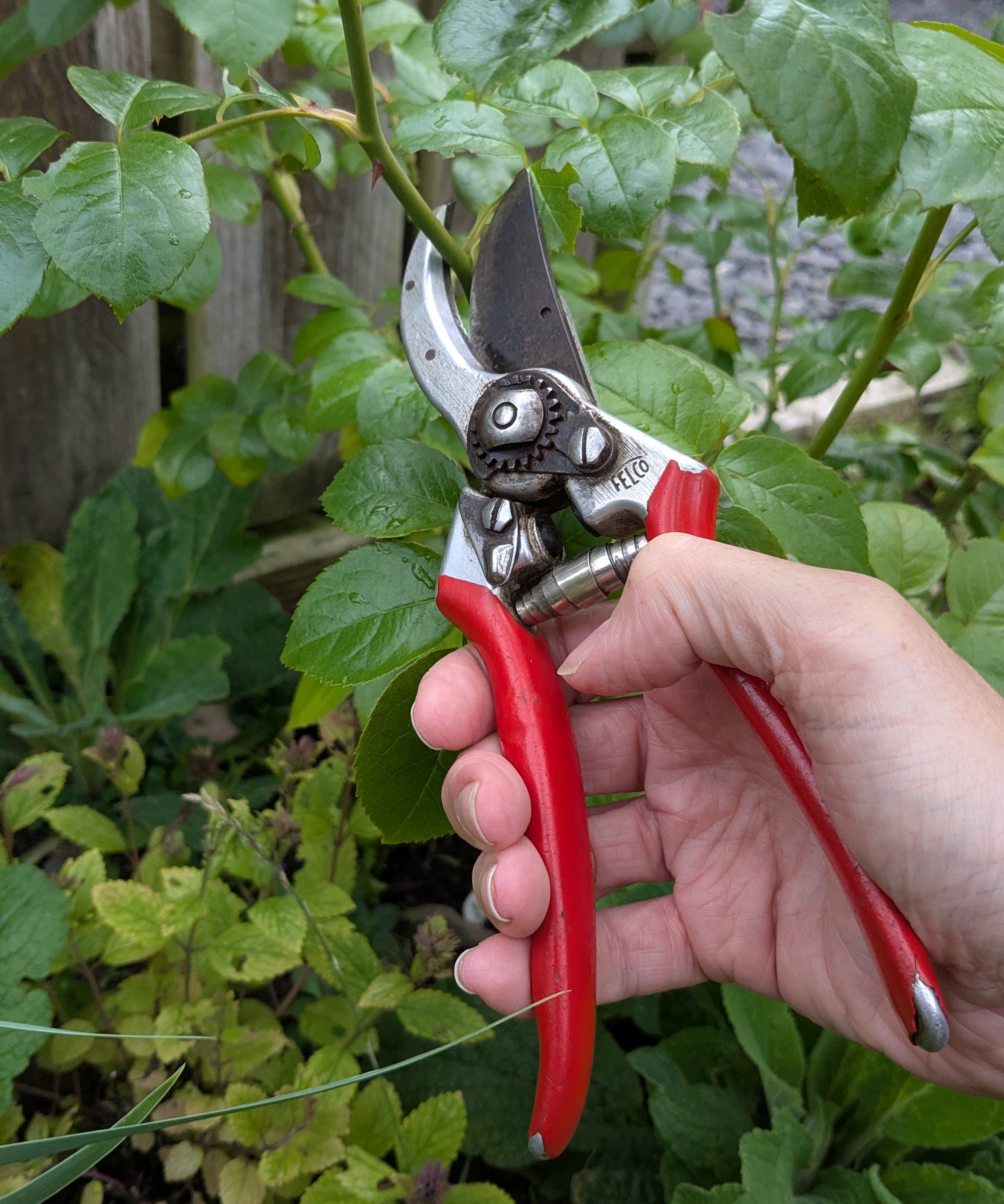 A gardener uses a pair of Felco F2 pruners to trim the stem of a rose bush