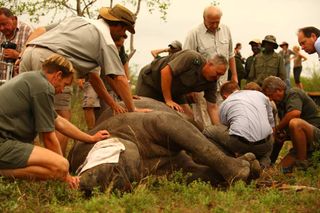 WWF transports black rhinoceroses by helicopter