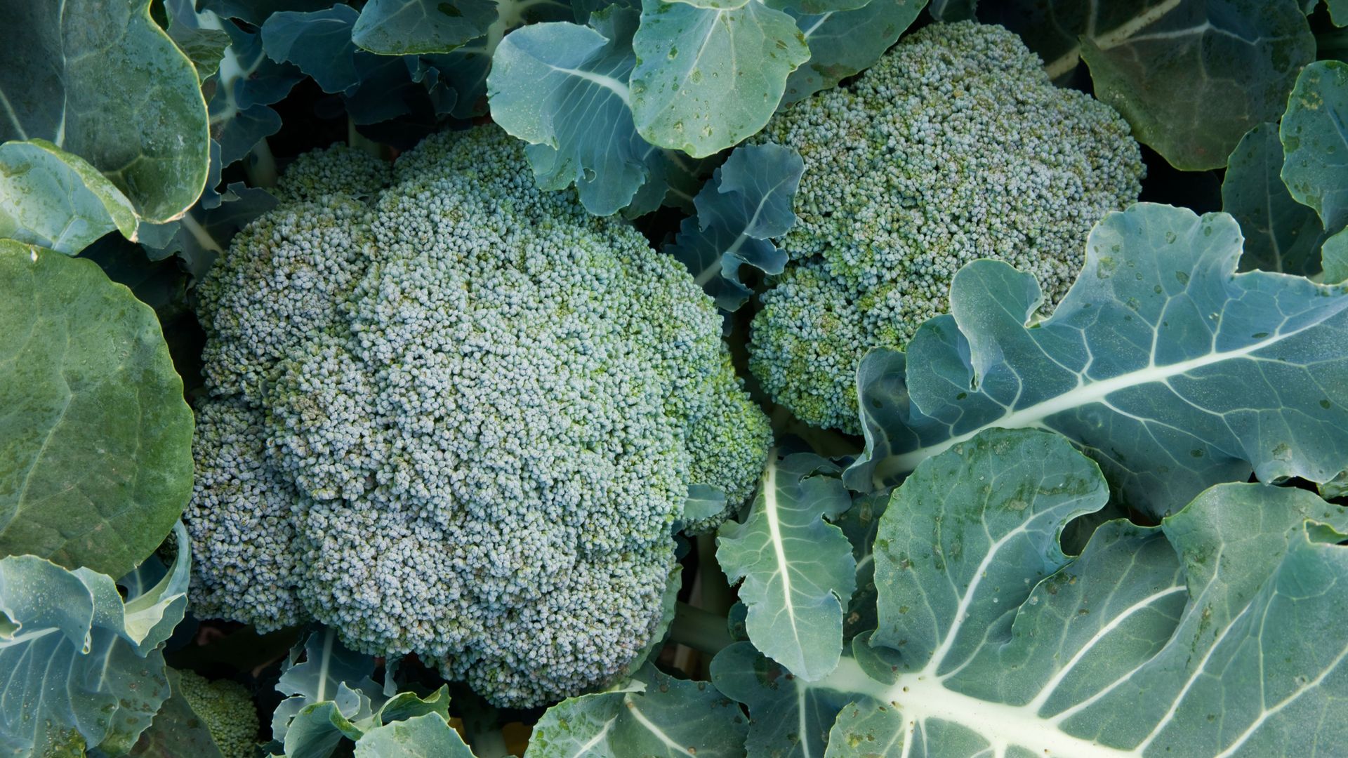 Best companion plants for broccoli add these herbs, flowers and veg to