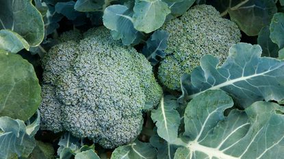 companion plants for broccoli - broccoli plants on a crown