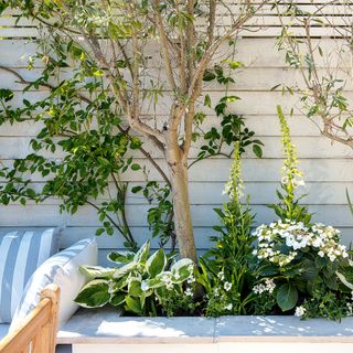 Small garden with white painted fence and raised planter with hostas, foxgloves and a small tree