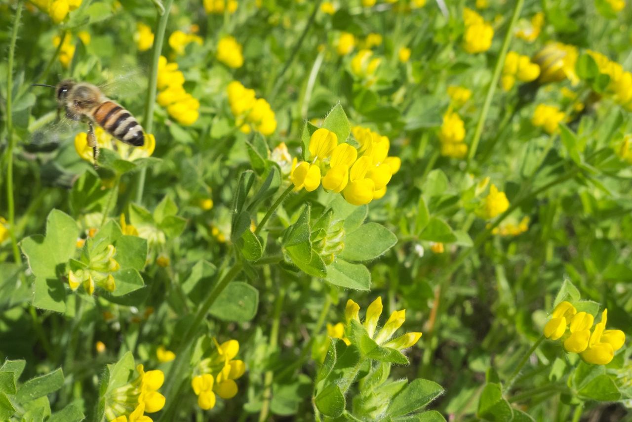 bee friendly lawn