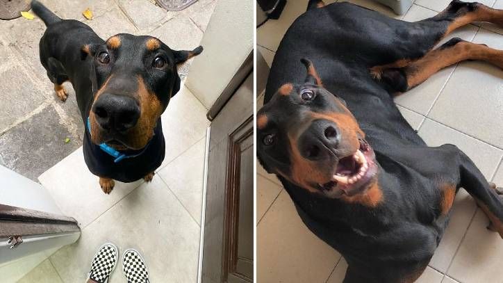 Draco the Doberman