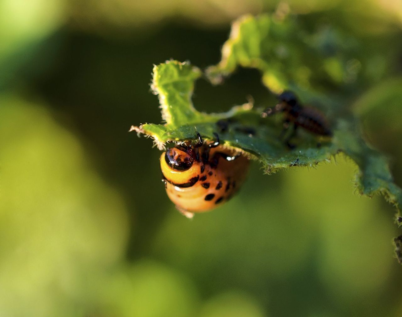 Insect On Green Leaf