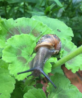snail on geranium leaf