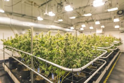 A crop of cannabis plants grow under artificial lights at a facility 