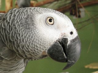 Gray parrots are known for their intelligence. Researchers working with one gray parrot, named Alex, found that he could communicate with a vocabulary of 150 words.