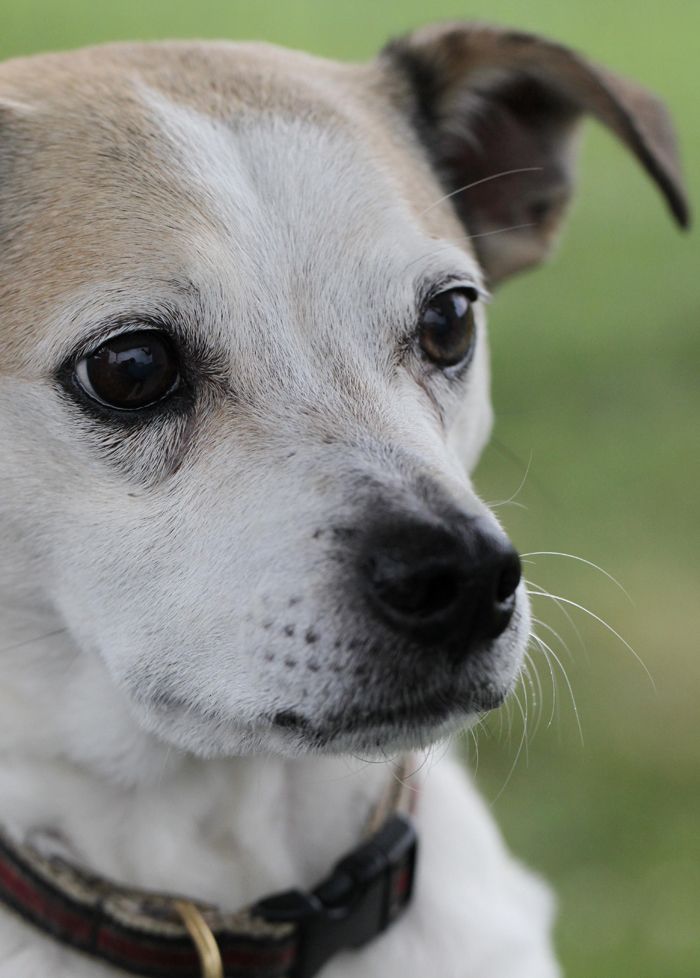 buddy, older dogs, adopting a pet