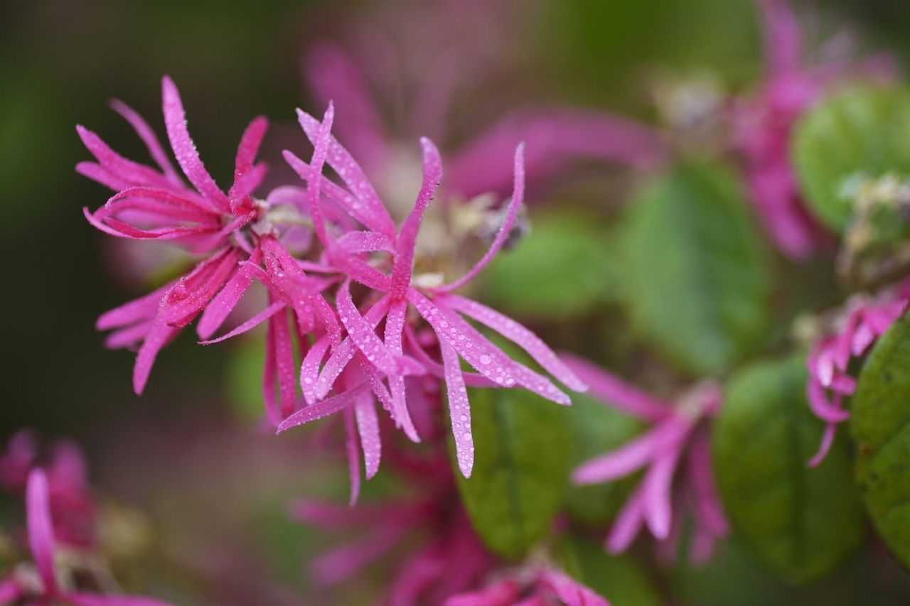 Chinese Fringe Plant