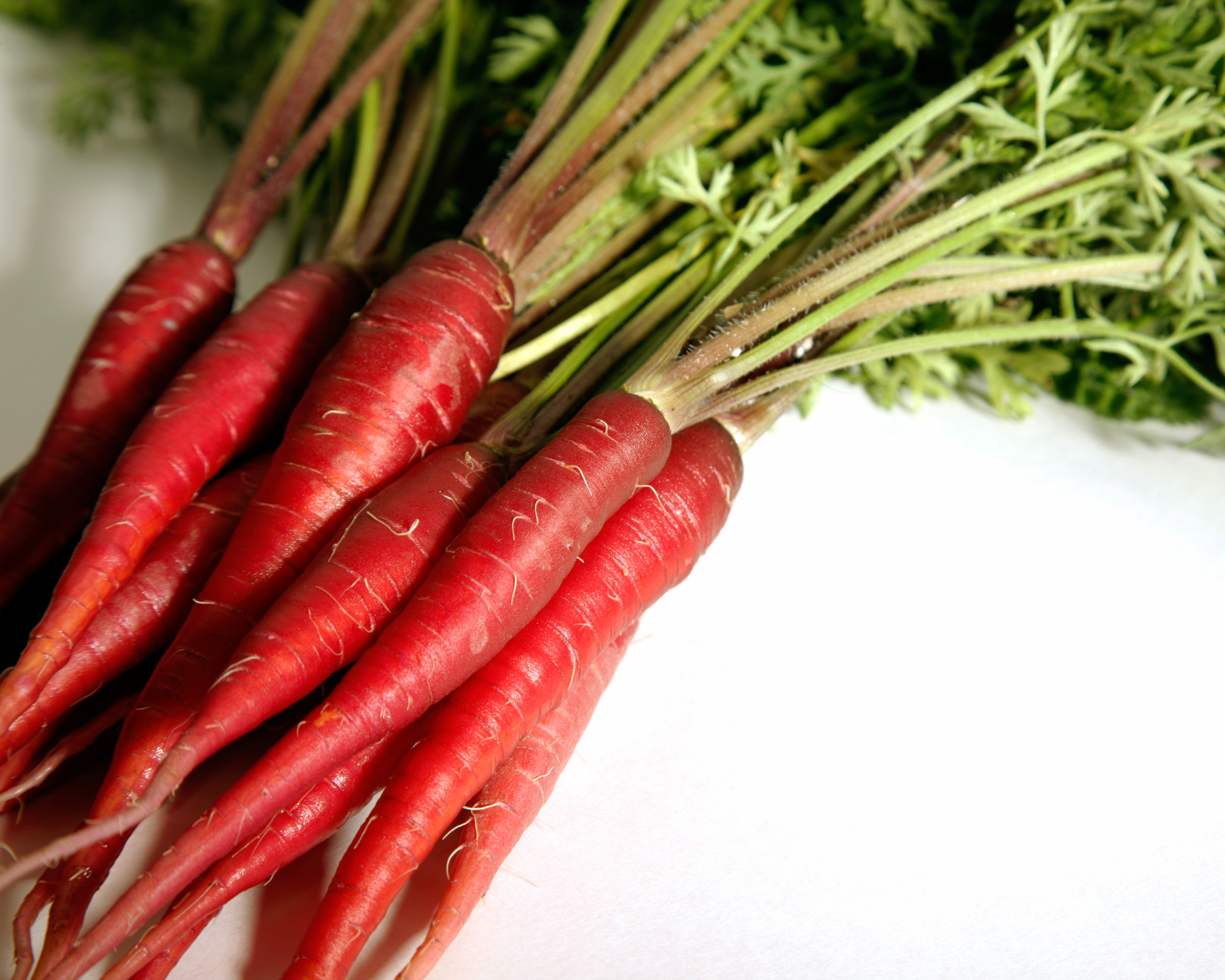 Freshly harvested homegrown carrots.