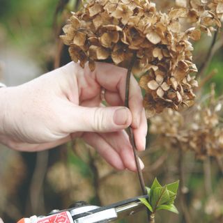 Dead hydrangea flower being cut with secateurs