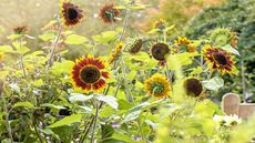 Sunflower Helianthus annus 