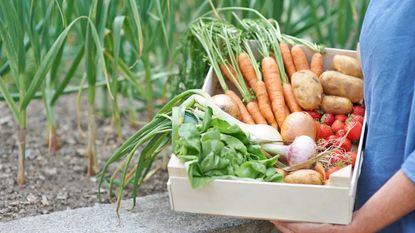 vegetable garden harvest