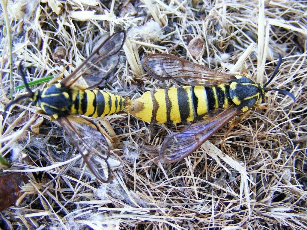 Two Crown Borers