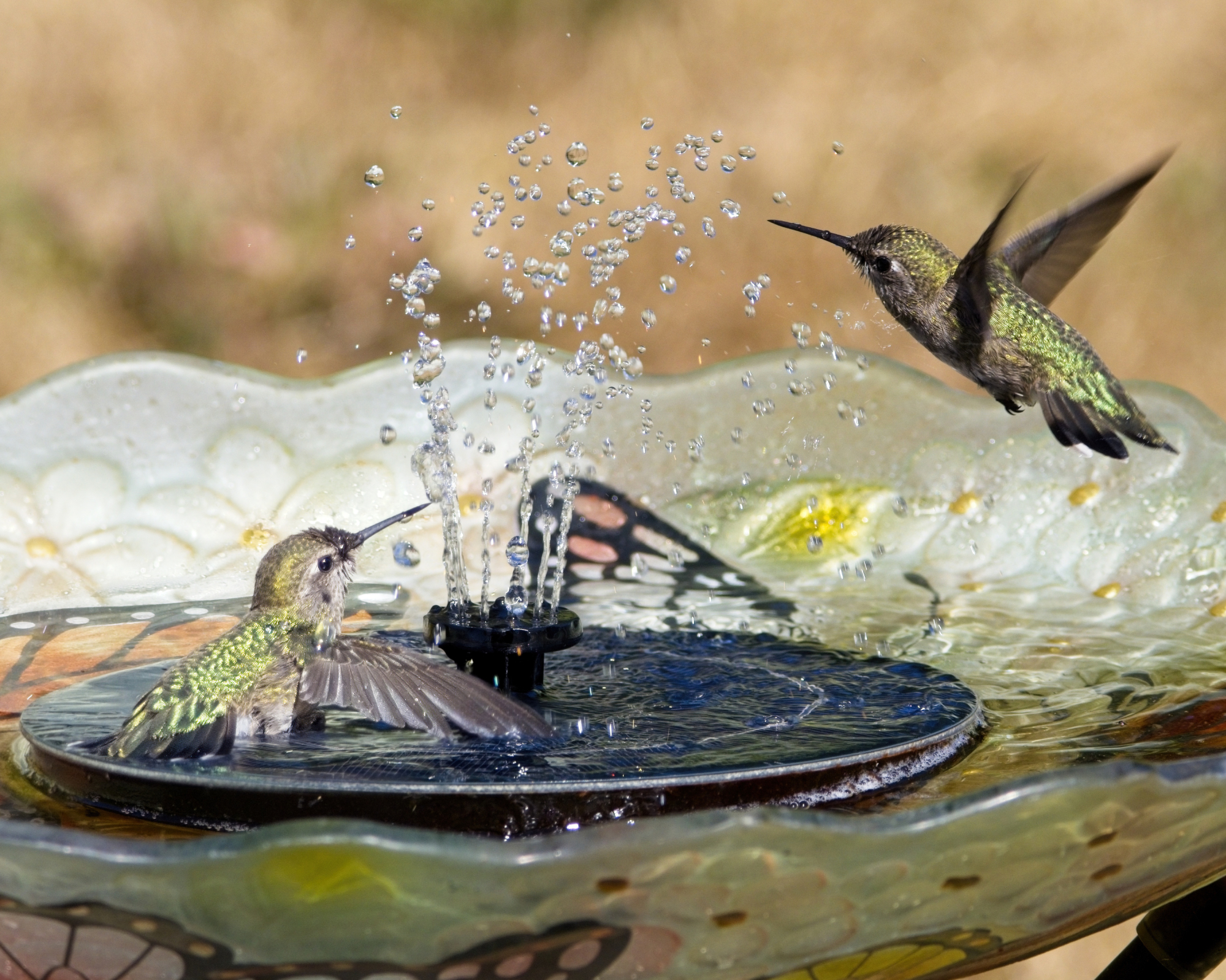 Two hummingbirds having fun in a bird bath with a solar powered floating water fountain