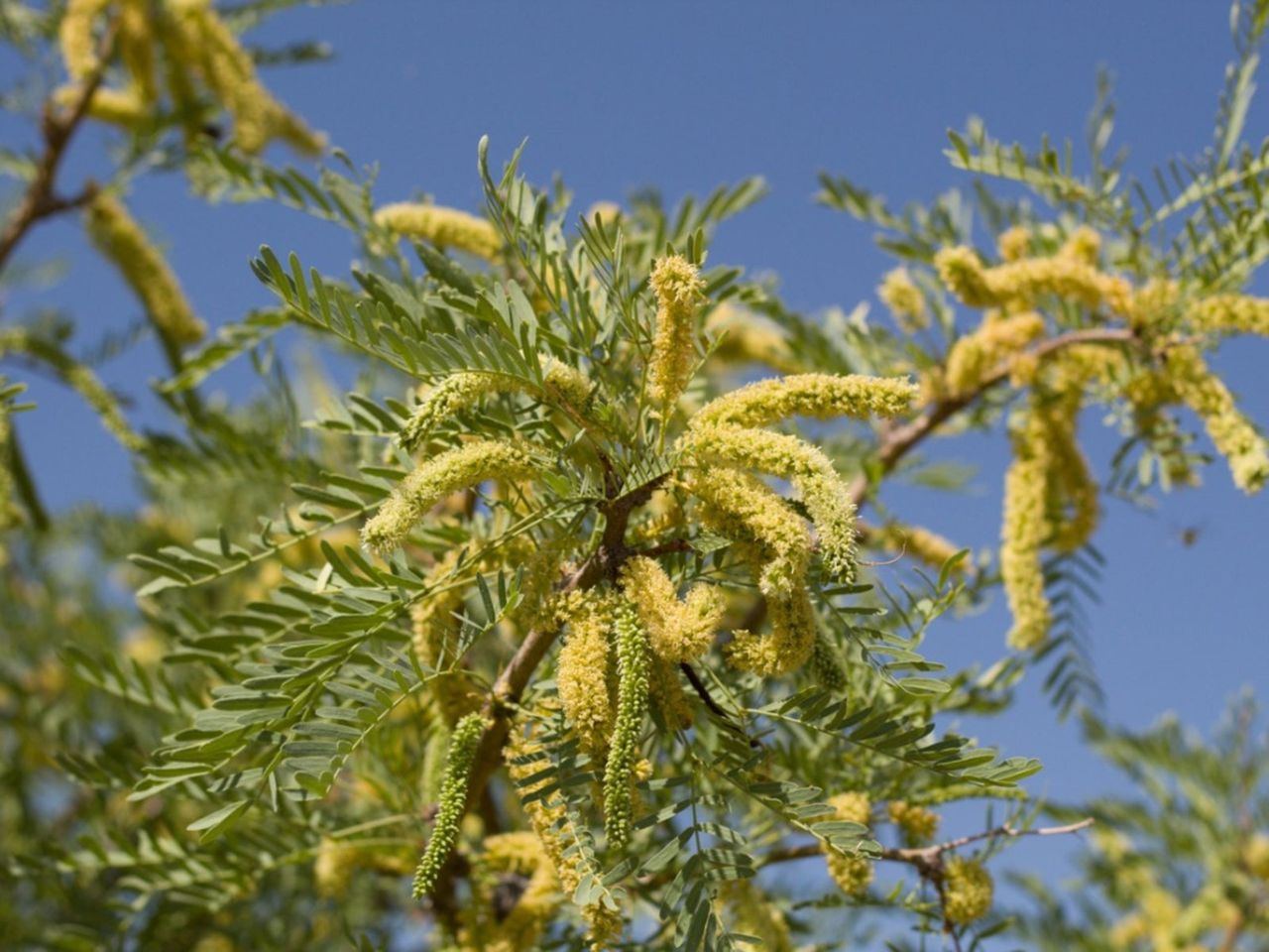 A Honey Mesquite Tree