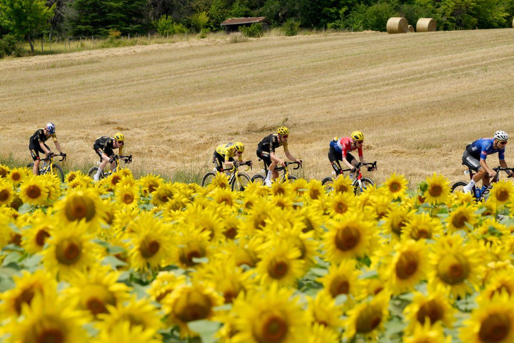 LIMOGES FRANCE JULY 08 Jonas Vingegaard of Denmark and Team JumboVisma Yellow Leader Jersey and a general view of the peloton passing through a sunflowers field during the stage eight of the 110th Tour de France 2023 a 2007km stage from Libourne to Limoges UCIWT on July 08 2023 in Limoges France Photo by David RamosGetty Images