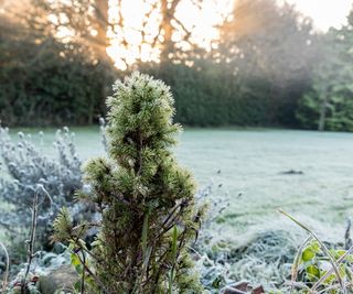 Frozen garden