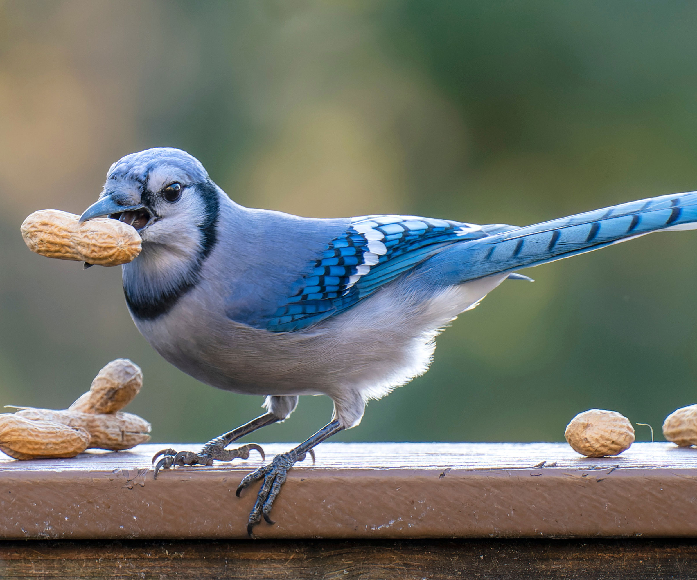 bluejay feeding on peanuts