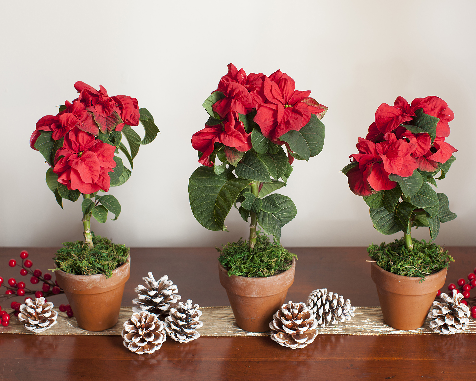 Potted poinsettias displayed as mini topiary trees with pinecones