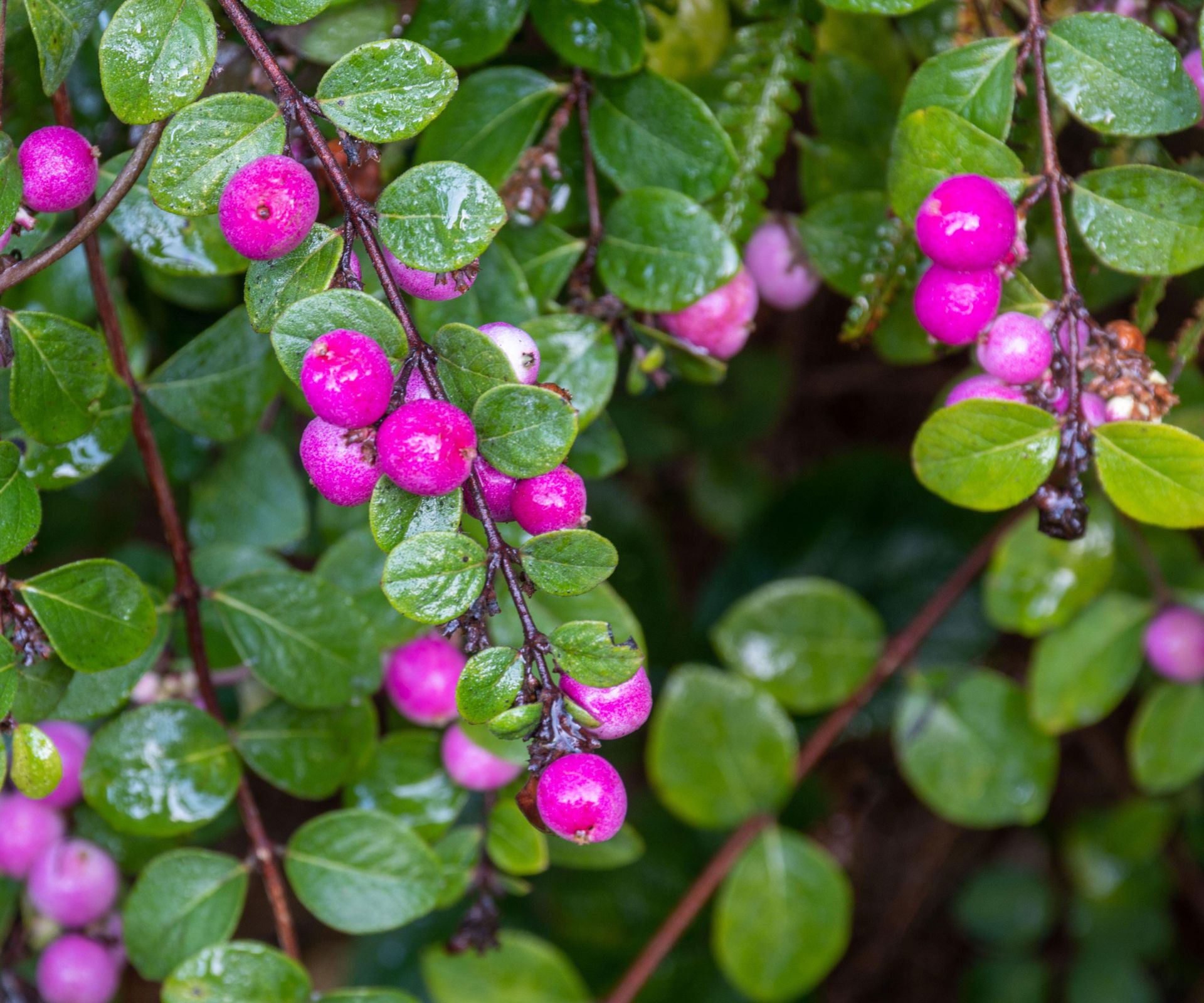 coralberry Magic Berry with bright pink berries