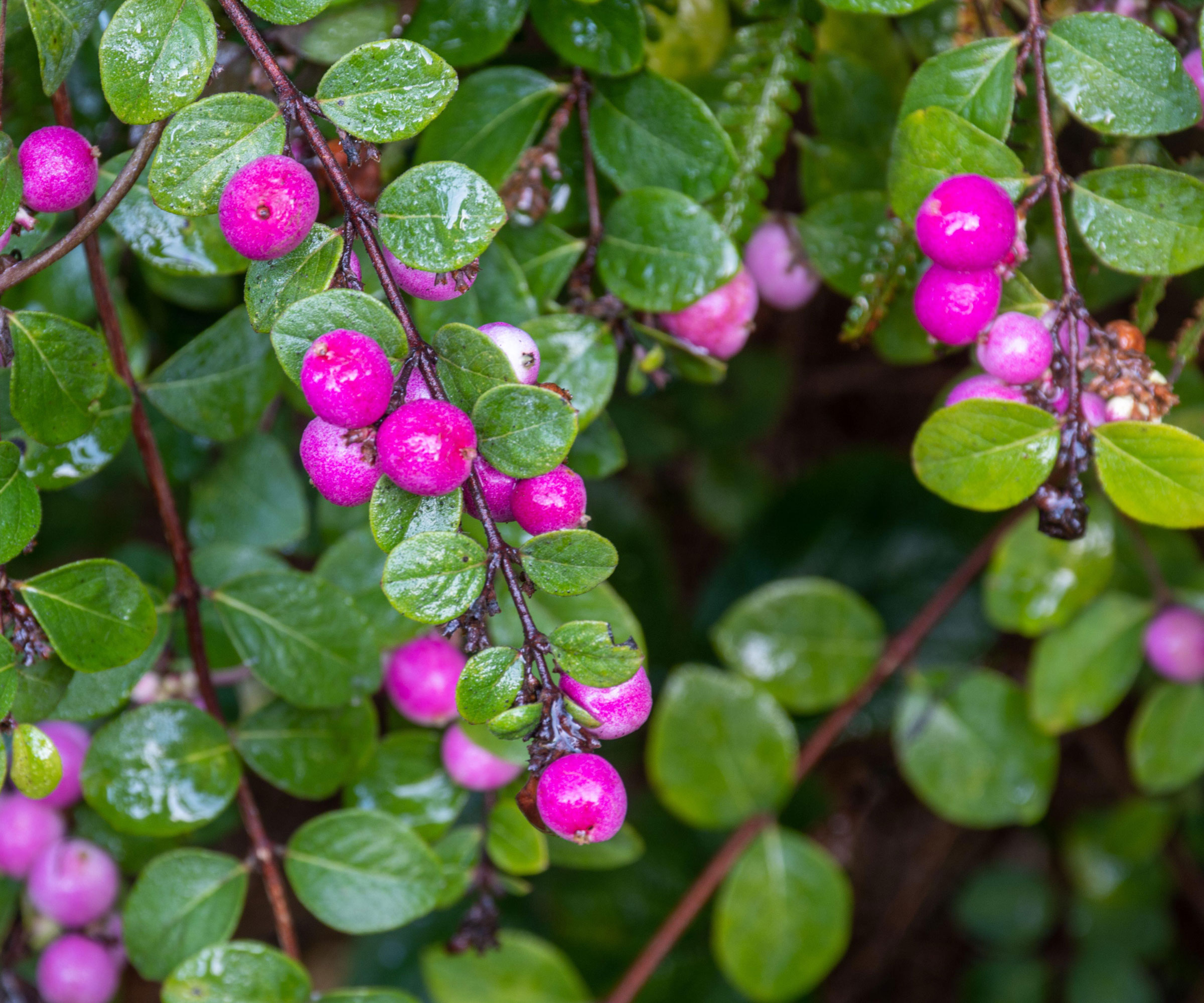 coralberry Magic Berry with bright pink berries
