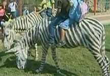 donkeys1.jpg
