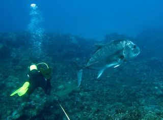 A giant trevally, a colossal fish that can reach more than 5 feet in length, appears unfazed by a visitor.