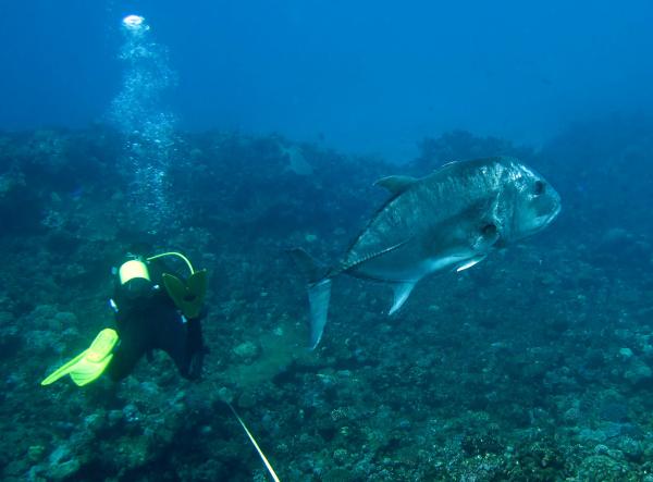 A giant trevally, a colossal fish that can reach more than 5 feet in length, appears unfazed by a visitor.